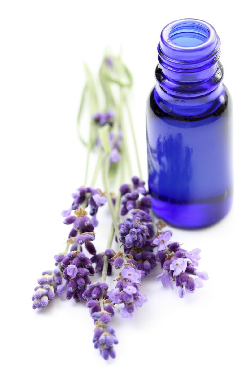 hinh-tinh-dau-oai-huong-nguyen-chat-(lavender-essential-oil)